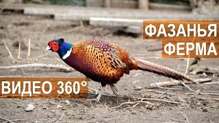 Панорамное видео 360° 4K. Фазанья ферма Русское Подворье. Панорамное видео 360° 4K. Фазанья ферма Русское Подворье.