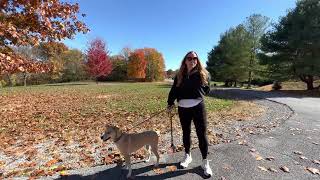Welcome Ruby a husky mountain cur mix
