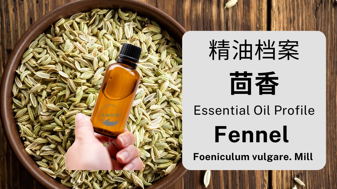 茴香精油 | Fennel Essential Oil | Foeniculum vulgare. Mill