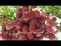 عنب كريمسون سيدلس  crimson seedless grapes