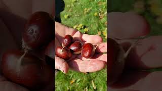 Learn about chestnuts!
