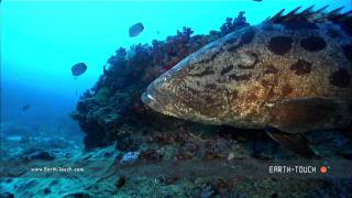 Giant sharks &amp; territorial fish