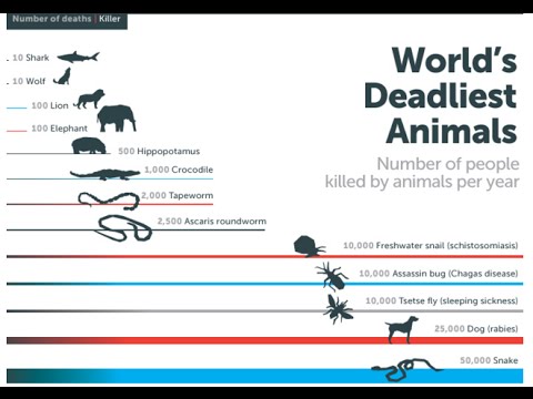 Who Kills Most Humans?-The Answer May Surprise You !!! - Youtube