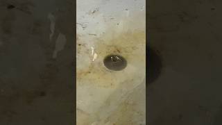 The Suction Says It All! Drain Finally Clears!💨🚿#expertunclog#satisfying#drainunclog#draincleaning