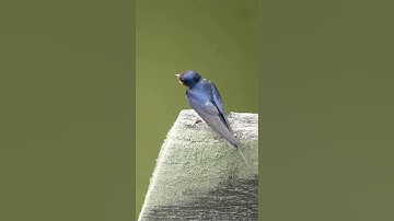 Thumbnail of Barn Swallow | Bird Song