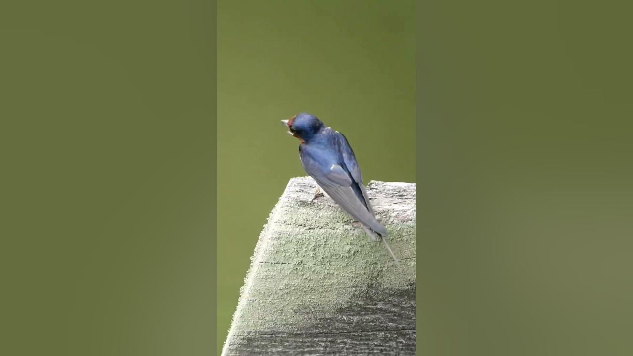 Barn Swallow | Bird Song