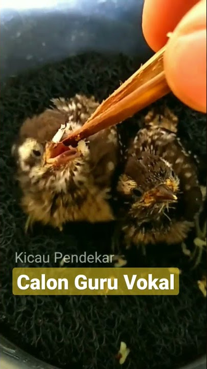 Anakan Pelatuk Beras Calon Masteran Joss @kicaupendekar5248 #pelatuk #pelatukberas #shorts #short