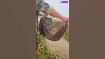 24h đầu tiên với lưới lồng bát quái 29 khung, catfishing,  net fishing, fishing net, #shorts