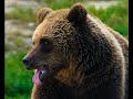 Skilak Lake Fisherman Attacked By Brown Bear