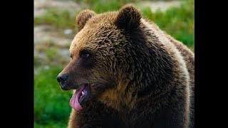 Skilak Lake Fisherman Attacked By Brown Bear