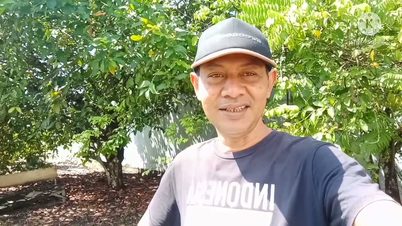 Alpukat usia 1 Tahun di Lahan Gambut, Sampit-Kalteng