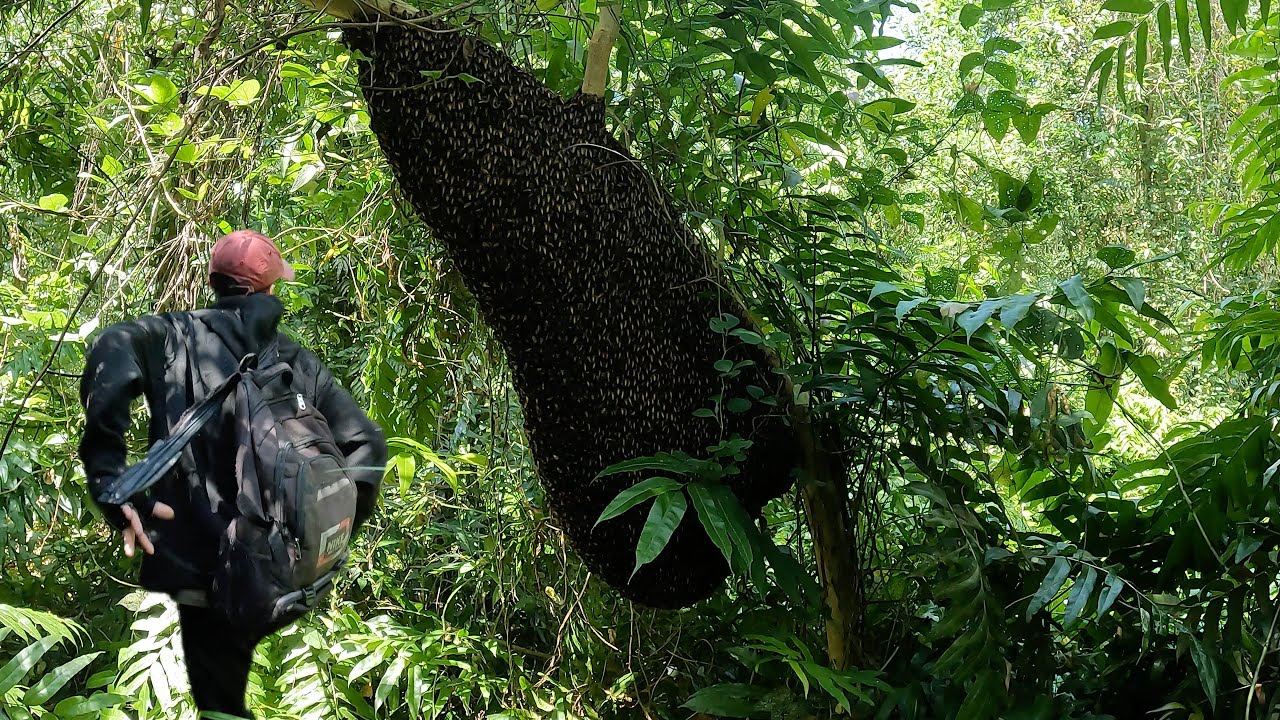 Chinh Phục Tổ Ong Khổng Lồ Sát Mặt Đất Tổng Cộng Rần 20kg Mật