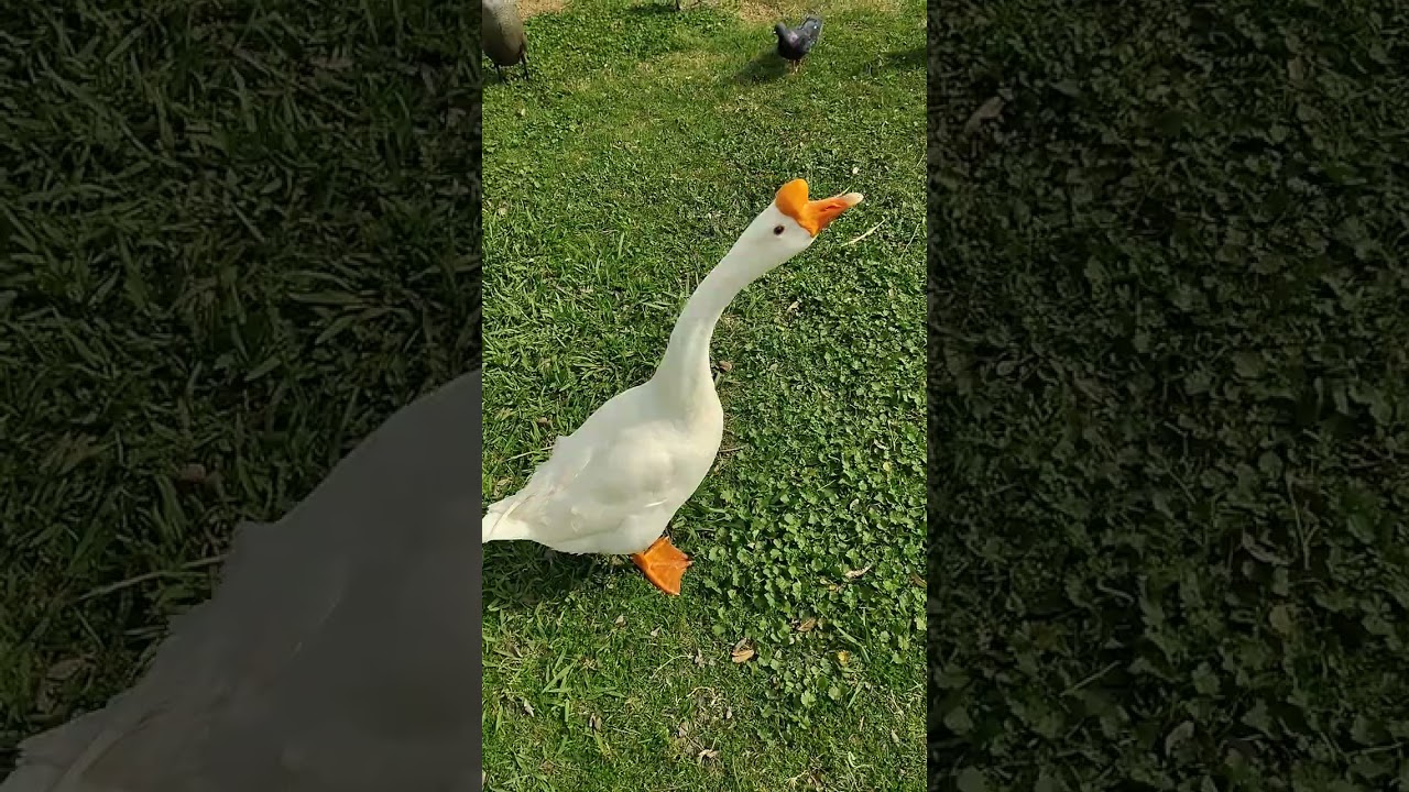 Hello my friend 💚