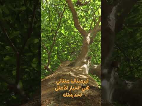 تيرميناليا منتالي شجرة المظلة