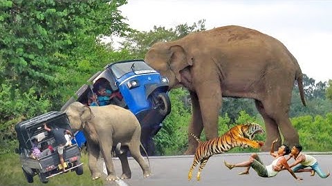 World Most  heartbreaking encounter Wild elephant attack 2025