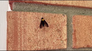 All about the Gold-Backed Snipe Fly