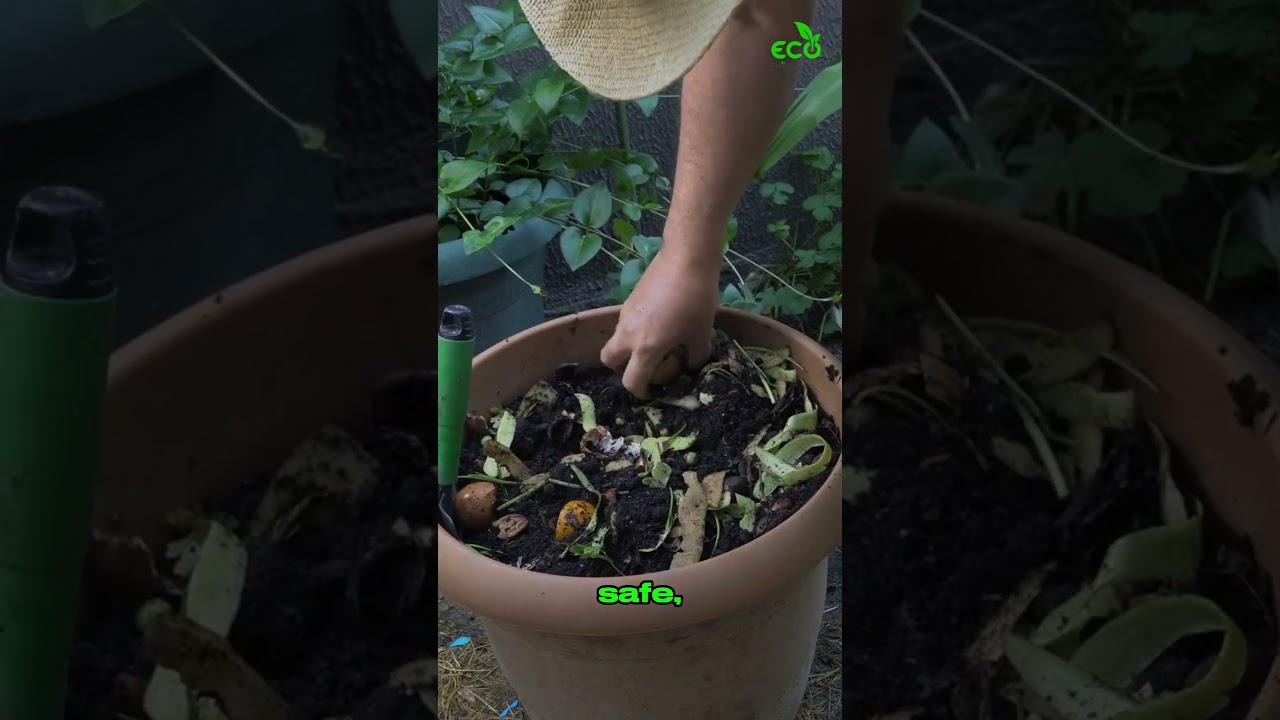 Chicken Manure: Compost It Before You Use It