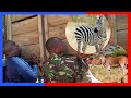 JKT WAANZA KUHAMISHA WANYAMA PORI KUPELEKA DODOMA JKT WAANZA KUHAMISHA WANYAMA PORI KUPELEKA DODOMA