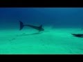 Dolphins roatan