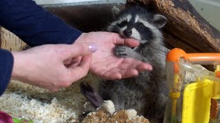 видео Что необходимо знать прежде, чем приобрести ёжика