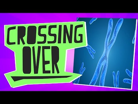 Vídeo: Diferença Entre Sinapsis E Crossing Over
