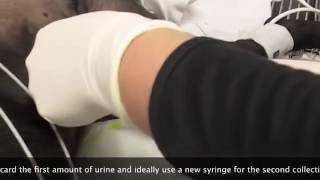 how to place a canine urinary catheter