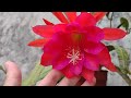 CACTUS ORQUÍDEA: espectacular floración
