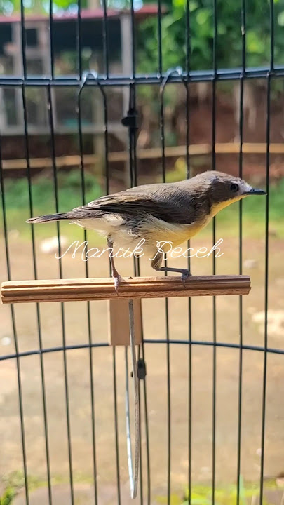Mitosnya Burung Ini Susah Di Pelihara Dan Gampang Meninggoi, Namanya Burung Remetuk Laut...