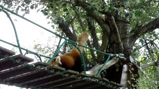 Red panda at Asahiyama Zoo, Asahikawa