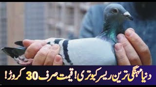 30 Crore Price Champions Pigeon World Most Expensive Pigeon Racing Pigeon From Belgium