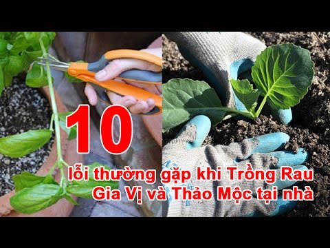 Video: Làm Thế Nào để Loại Bỏ Nitrat Trong Rau Và Thảo Mộc