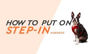 gooby step in dog harness