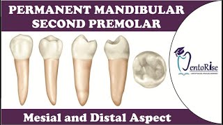 Permanent Mandibular Second Premolar | Mesial & Distal Aspect | Tooth Morphology | Dental Anatomy yt