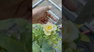 Yellow Rose Blooming Magic 🌼 | Garden Beauty at HomeLive highlight