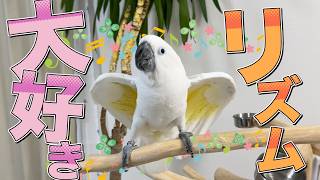 あ*な様 スワロフスキー cockatoo オウム スワロフスキー cockatoo オウム