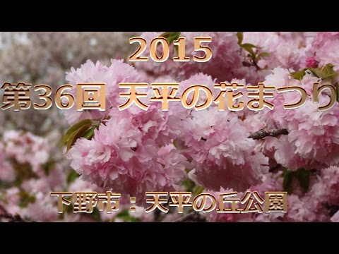 天平の丘公園 2015【第36回 天平の花まつり】大輪の八重桜・満開 Tenpyo flower festival "double cherry blossom"