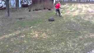 Rico American Staffordshire Terrier