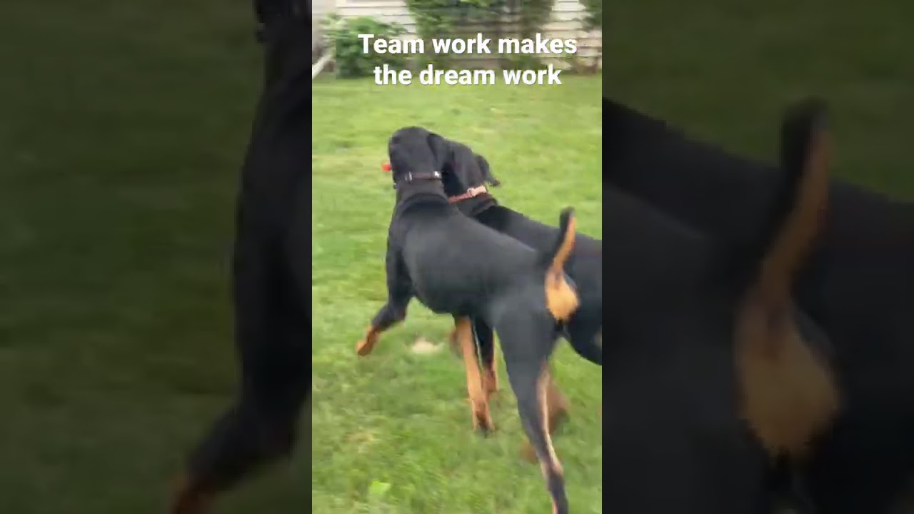YouTube에서 Doberman puppies working overtime 보기 YouTube에서 Doberman puppies working overtime 보기