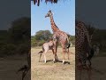 Amka Twiga Mdogo