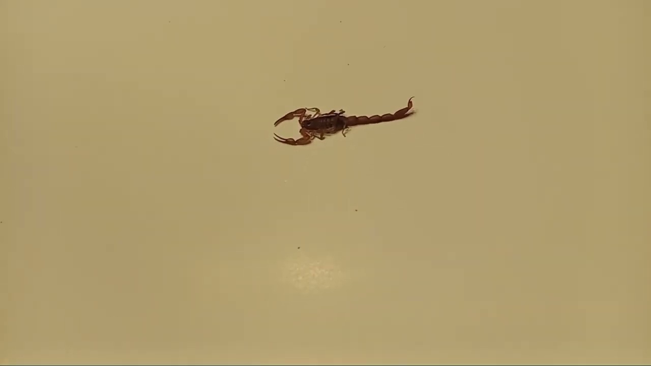 115 Scorpion poison vs Magnetic Pulser