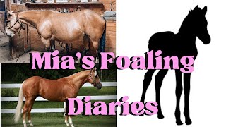 Mias Foaling Diaries Ep. 2 Cleaning The Mare 612022