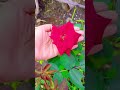 #village beauty#beautyfull flowers