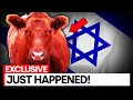 BREAKING: Red Heifers Secretly Sacrificed In Jerusalem Today!?