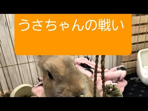 戦ってます🎵#うさぎ #癒し #動物