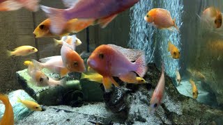 African Cichlid Bubbles!