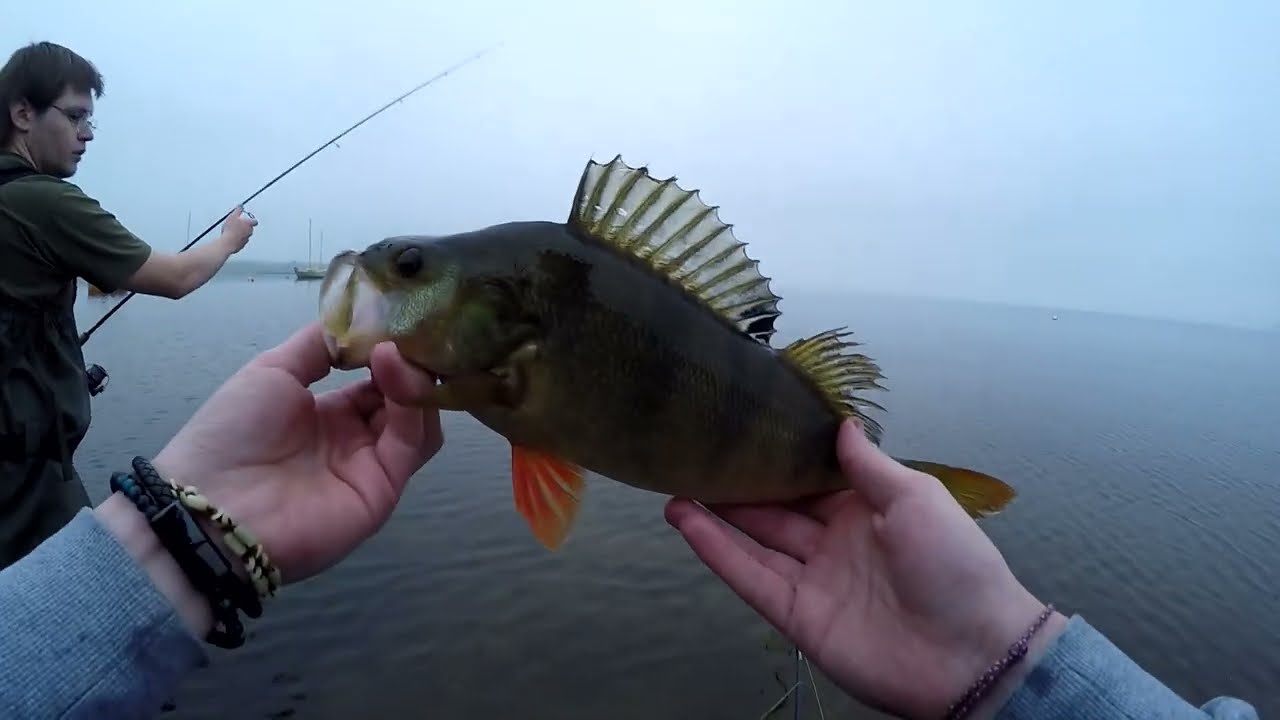 Du Beaux Poissons en surface ! (OUVERTURE BROCHET 2022)