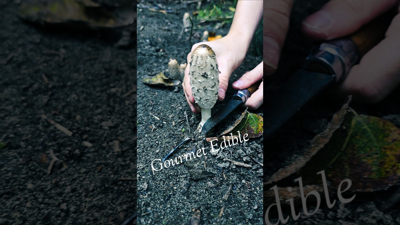 Coprinus comatus - Shaggy Mane is a gourmet edible with a short shelf life. Shaggy Tacos are fire. 🌮