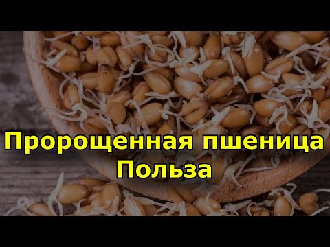 Пророщенная пшеница - Чем полезна пшеница и чем она багата?