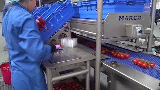 Tomato on the Vine - 3 Tier Packing Line - Tomato Industry