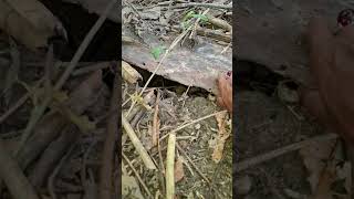 Awalnya Ada Yang Nongol Dari Dalam Lubang Ternyata Ada 2 Ekor Kelinci Yang Imut animals rabbit